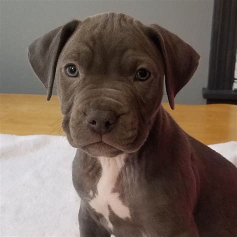 At blu pitts we are offering the best quality american pitbull puppies you can find anywhere else. Buy Pitbull Puppy Nyc - Pets Ideas