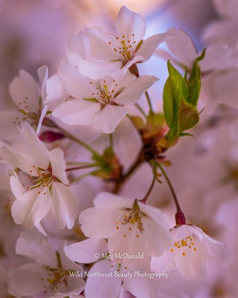 But for the moment, i'm happy with what seems like a resurgence in flower love and not just with roses or carnations — though they are lovely too. Wild Northwest Beauty Photography | Pacific Northwest Flowers