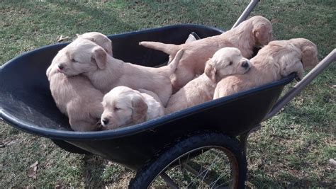 Our mom and dad dogs and puppies are surrounded by attention… Purebred Golden Retriever Puppies for Sale | Stonington ...