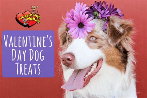 Find opening hours and closing hours from the pet grooming category in orlando, fl and other contact details such as address, phone number, website. Valentine's Day Dog Treats - Aussie Pet Mobile Greater Orlando