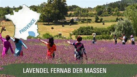 Generell blühte lavendel ab ende juni bis anfang/mitte august. Provence: Lavendel fernab der Massen☀️ Lavendelfelder aus ...