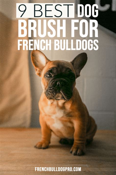 Different types of popular french bulldog brushes. 9 Best Dog Brush for French Bulldogs - FrenchBulldogPro