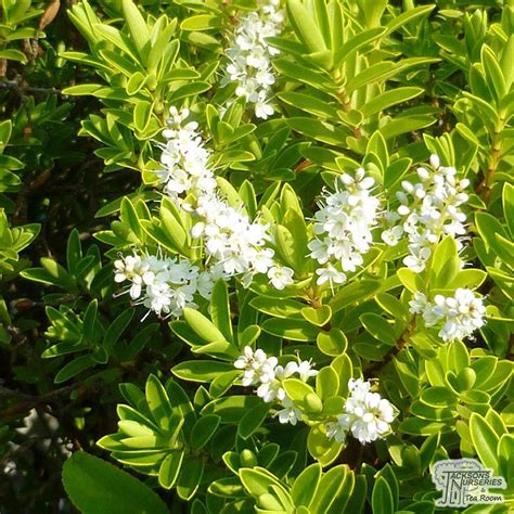 Dwarf flowering shrubs and plants are great for adding to the front of a border, introducing into a creative rockery display or for growing in pots and containers on a patio. Pin on DWARF SHRUBS