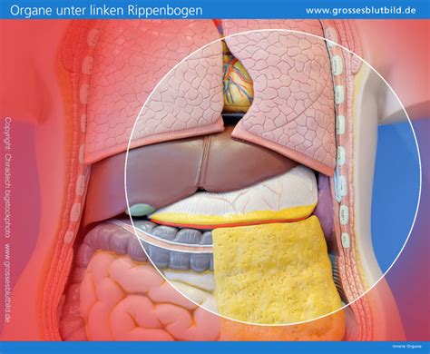 Nach wegnahme der brustwand und bauchwand ist die unterteilung des rumpfes in die brusthöhle und bauchhöhle (cavitas thoracis et abdominalis) durch das zwerchfell (diaphragma) gur sichtbar. Innere Organe Mensch Links