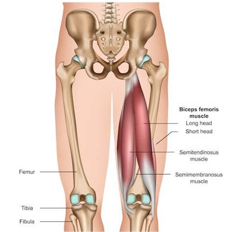 The hamstring muscles are located at the back of your thighs. Comment muscler ses ischio-jambiers ? | Sport equipements