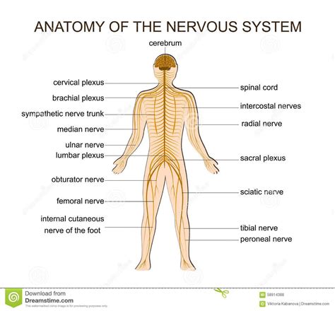 Central nervous system facts for kids. Diagram Of Nervous System For Kids | Nervous system ...