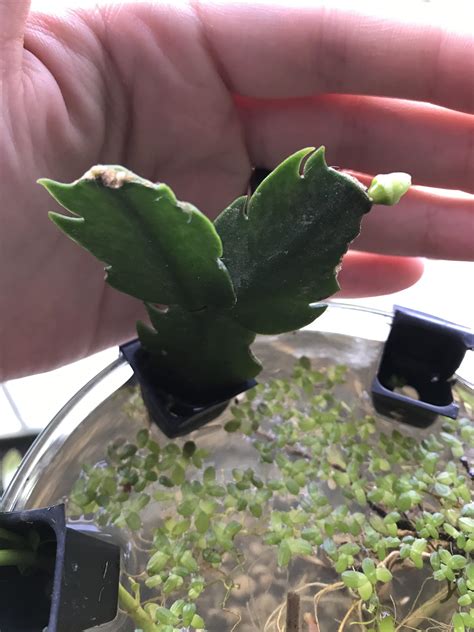 Check the cactus cuttings regularly to ensure that there is enough moisture in the pot to encourage the high humidity that speeds up rooting. My little three sectioned Christmas cactus that my mother ...