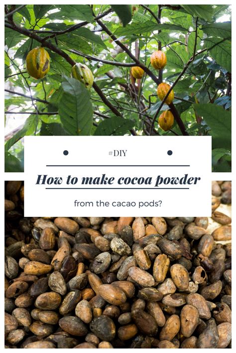 As you use eggs, rinse the shells under warm water to remove any leftover white, then store in the fridge in an airtight container. How to Make Cocoa Powder from the Pods of a Cacao Tree ...