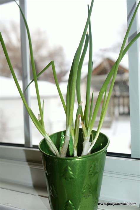 A long, thin, green and white onion that is often eaten uncooked 2. Regrowing Green Onions from the Fridge