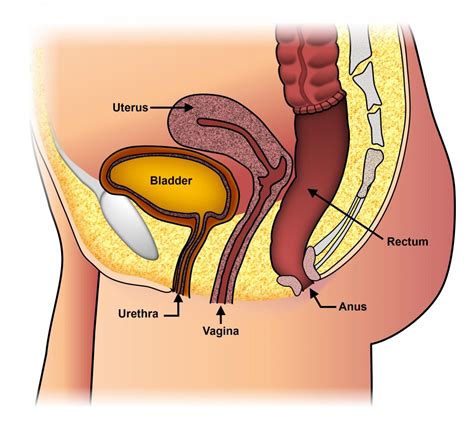 The location of this organ is between the. Pelvic floor dysfunction
