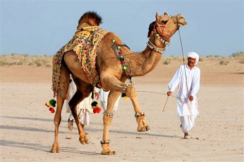 The al dhafra camel festival is an annual event held in abu dhabi, aiming to showcase the culture and heritage of the uae. Как увидеть конкурс красоты верблюдов в Абу-Даби