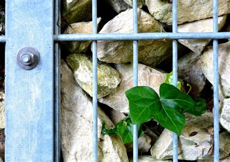 Die weinfässer werden direkt vom winzer an die händlern abgegeben. Gabionen - der besondere Sichtschutz für den Garten ...