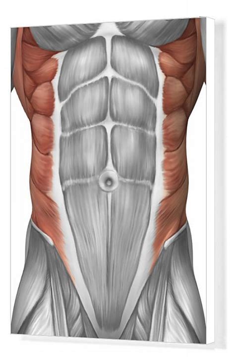 We did not find results for: Print of Male muscle anatomy of the abdominal wall in 2021 ...