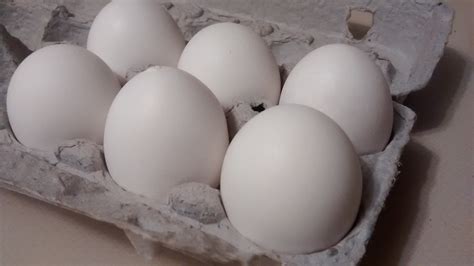 Lay the cloth towel down in the plastic bin. Technology determines sex of eggs before incubation