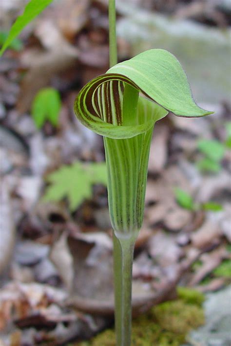 I remember being fascinated by these bizarre exotic plants as i roamed the woods as a child in piedmont north carolina. Arisaema triphyllum (Jack-in-the-pulpit): Go Botany