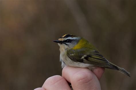 Oktober 2017 blev en rødtoppet fuglekonge han ringmærket ved blåvand fuglestation. Gedser Fuglestation: Så fik vi travlt!