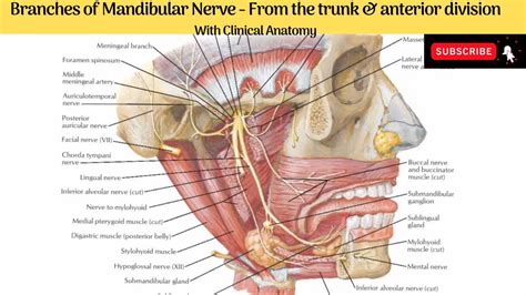 Anatomy of the female trunk. Branches of Mandibular Nerve - From the Trunk & Anterior ...