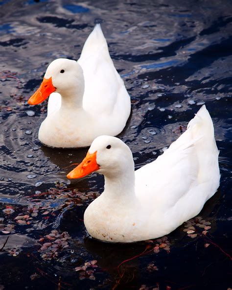 The pekin duck is most famous for its commercial use, appearing on chinese food menus around the pekin entered the british poultry standards in 1901 and the american standard of perfection in. A pair of Pekin Ducks in Auburn, AL | From Wikipedia ...
