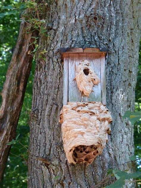 Hornissen stehen unter naturschutz, bauen sie ein nest an einem ungünstigen ort, dann kann ein fachmann das nest umsiedeln. Hornissen im Garten- Vorsicht, aber keine Panik