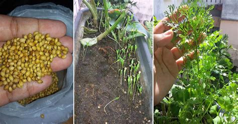 Pokok mulberry mudah ditanam dengan keratan batang. Mudah Sangat Tanam Pokok Ketumbar, Benih Beli Ketumbar ...