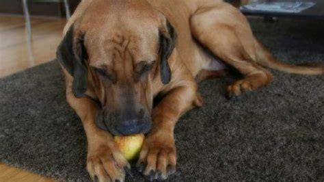 Can Dogs Eat Apples? | Healthy Paws Pet Insurance