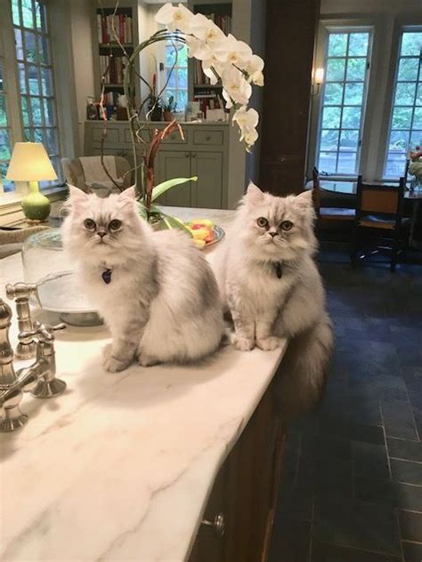 We have hundreds of kittens looking for a new home, so visit today! Persian Kittens for Sale in Texas - Persiankittenpals ...