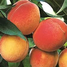 Be sure to protect your tree from heavy winds by planting on the sunniest side of a building or your home. Contender Peach - Kelly Tree Farm