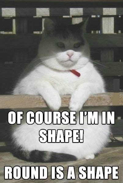 Download the fresh funny fat cat memes clean. Pin by Elvira S.H. on Funny | Funny animal memes, Funny cat memes, Funny animal jokes