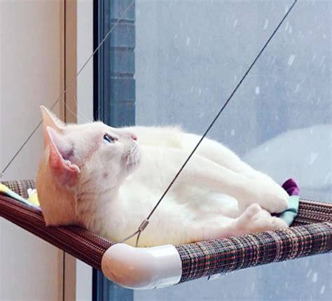 When cats experience hyperesthesia syndrome, their backsides become extremely sensitive. Meet Sansa, a Gorgeous White Cat With Feline Hyperesthesia ...