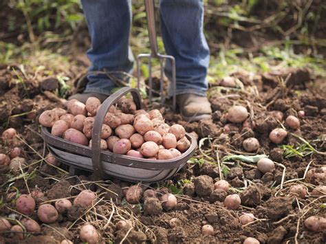 We did not find results for: How to Grow Organic Potatoes in Your Garden