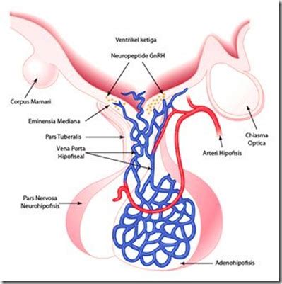 Kelenjar pituari atau hipofisis yaitu kelenjar endokrin yang letaknya pada dasar otak dan adenohipofisis atau hipofisis anterior tersusun atas banyak jaringan epitel kelenjar. INFORMASI REPRODUKSI: KELENJAR HIPOFISIS