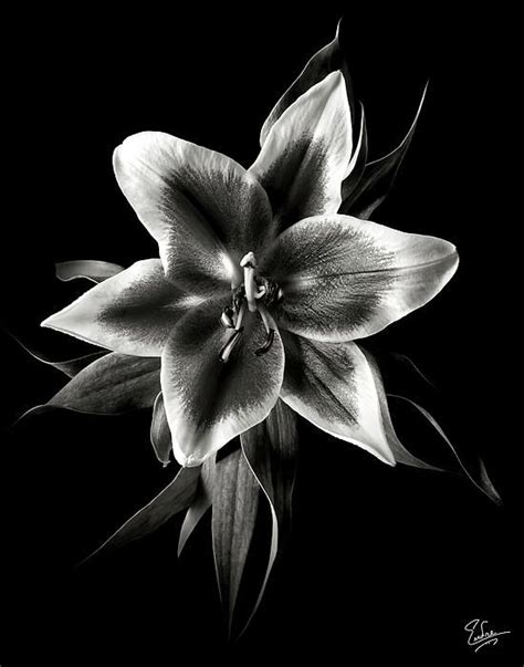 See black charm live and in bloom at our annual lily festival! Oriental Lily In Black And White | Oriental lily, Black ...