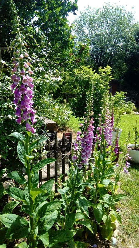 Der fingerhut schmückt die gärten mit seinen schönen blüten. Fingerhut | Garten, Fingerhüte, Motive