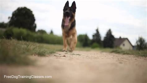 We clicker train our puppies. Doggy Dan Online Dog Trainer Review - The Best Dog ...