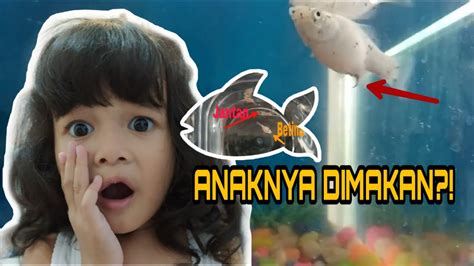 Translate malay to japanese romaji; IKAN MOLLY BALON MELAHIRKAN, BERANAK ATAU BERTELUR YAA ...