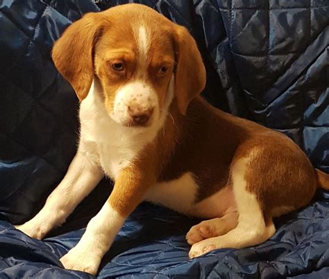 There are so many reasons why the beagle is considered one of the best of the small breeds and is such a popular choice. Beagle Puppies For Sale Maryland