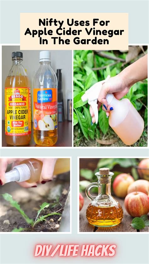 7 Uses For Apple Cider Vinegar in the Garden in 2020 | Diy ...