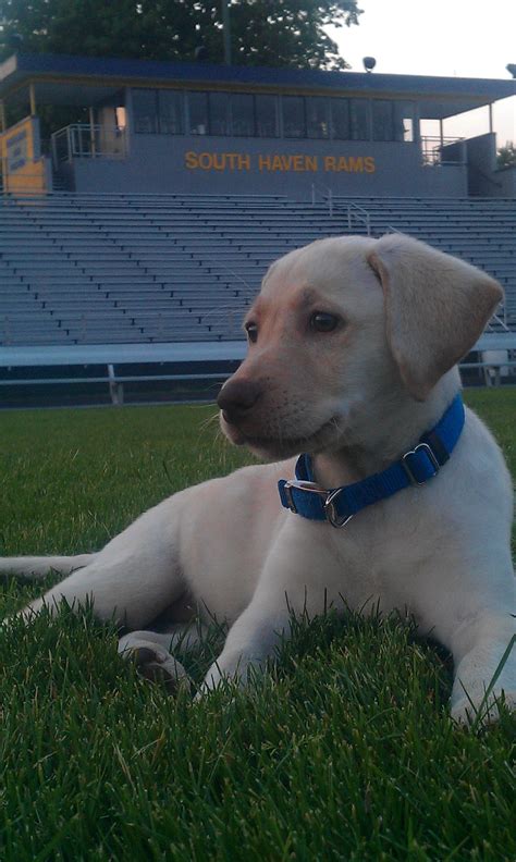 Founded in 1970, the 50 acre kennel is situated in the heart of the willamette valley on the banks of the pudding river in salem, oregon. our yellow lab puppy