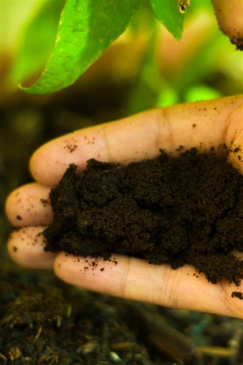 Organic, fresh, coffee grounds do have a small nitrogen content too. How To Use Coffee Grounds To Power Your Garden, Annuals ...