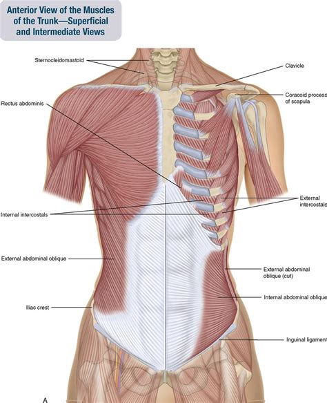 There is a pain in my lower. Rib Cage Muscles - Pin On Back Pain - As in the typical ...