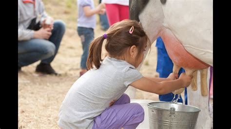 This is because camels produce a lot less milk than a cow does. How To Milk a Cow - YouTube