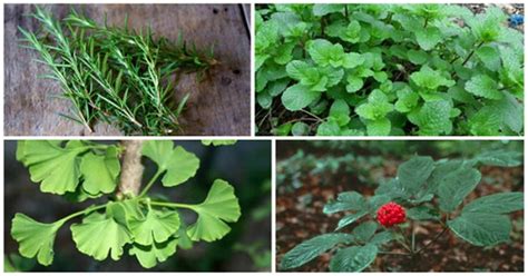 Maybe you would like to learn more about one of these? 4 Natural Herbs for Depression and Anxiety that Protect ...