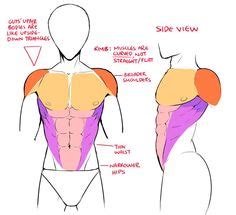 Although tendons seem to be relatively simple structures, studies from recent years demonstrated that they. simple muscle diagram for kids - Google Search | Anatomy | Pinterest | Anatomy, Anatomy study ...