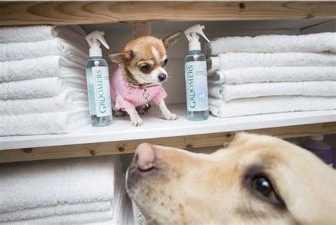 while searching for cool pet spa ideas... | Amazing animal ...
