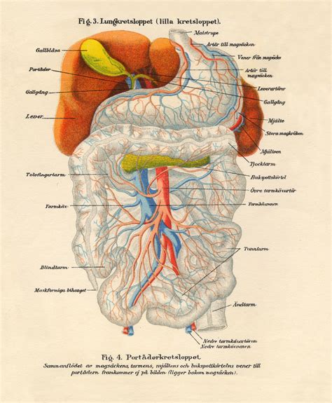 From wikimedia commons, the free media repository. Internal Organs of the Human Body