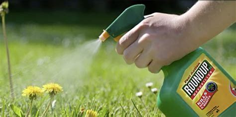 It's a good idea to knock back these plants before they get out of control. How long does it take Roundup to kill weeds? | InsightWeeds