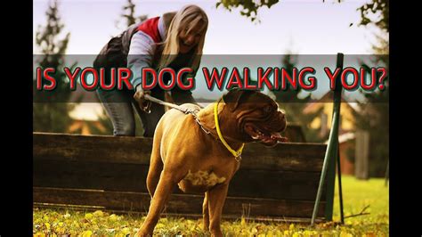 Speaking to a vet can help you to do this. Is Your Dog Walking You? - Stop your dog from pulling on ...