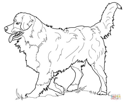 Amazon com brilliant border collies! Collie Drawing at GetDrawings | Free download