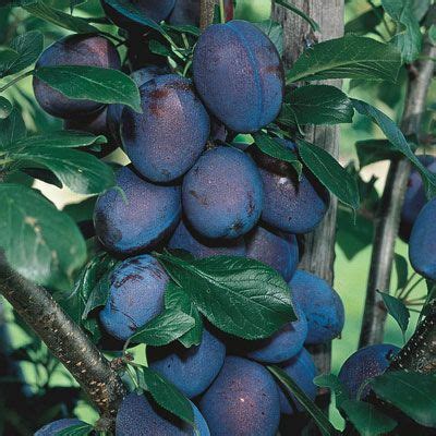 Check spelling or type a new query. Stanley Plum Tree | Plum tree, Tree support, Fruit trees