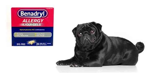 After living a long time together, when you know after reading this paragraph, you can learn how to euthanize a dog at home with benadryl. Benadryl For Pugs Is It Safe And How To Use It Safely